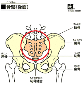 bone_pelvis_pos.gif