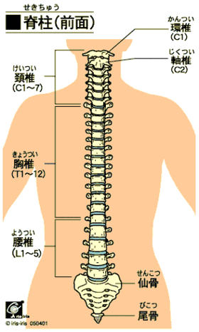 bone_vertebrae_ante.gif